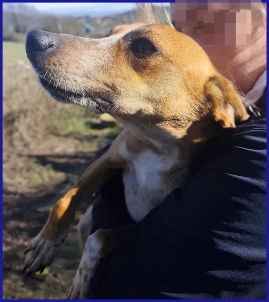 ALPENLIEBE, CAGNOLINA DI 4 ANNI | Foto 6