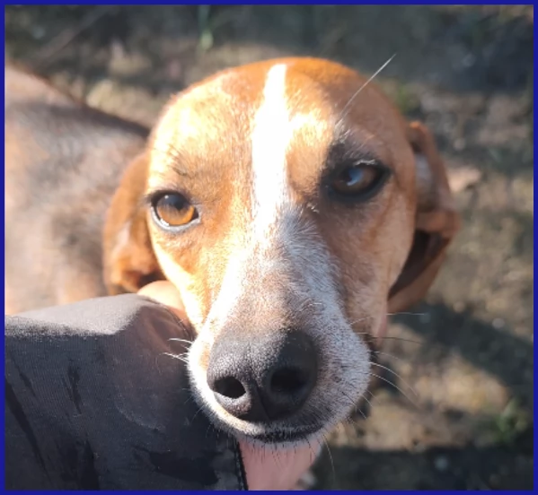 ALPENLIEBE, CAGNOLINA DI 4 ANNI | Foto 4