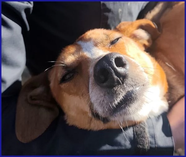 ALPENLIEBE, CAGNOLINA DI 4 ANNI | Foto 3