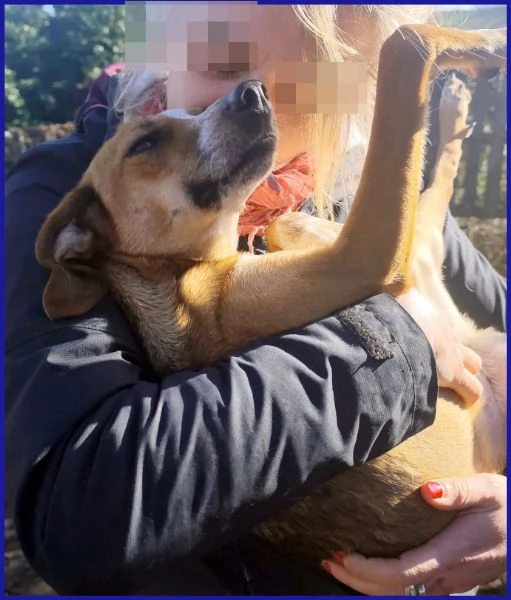 ALPENLIEBE, CAGNOLINA DI 4 ANNI | Foto 2