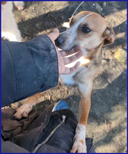 ALPENLIEBE, CAGNOLINA DI 4 ANNI | Foto 1