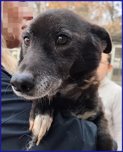 TATA MATILDA 14 ANNI, TUTTA LA VITA IN CANILE