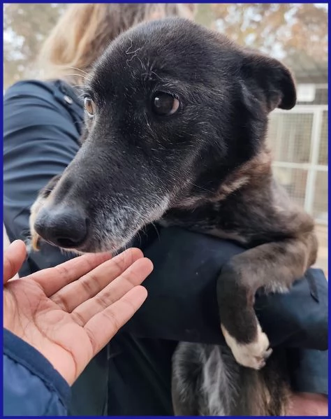 TATA MATILDA 14 ANNI, TUTTA LA VITA IN CANILE | Foto 6