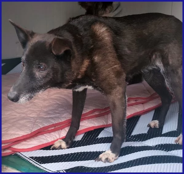 TATA MATILDA 14 ANNI, TUTTA LA VITA IN CANILE | Foto 5