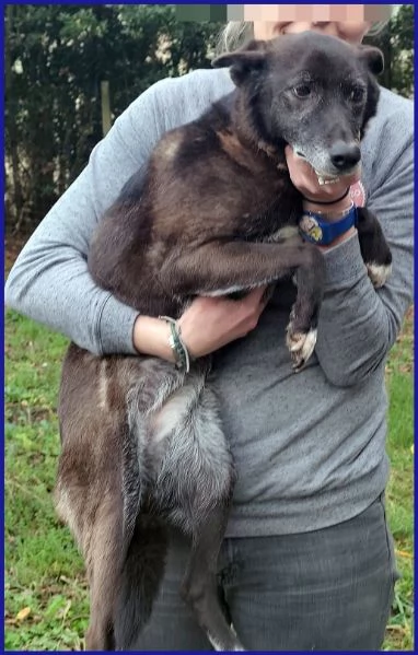 TATA MATILDA 14 ANNI, TUTTA LA VITA IN CANILE | Foto 4