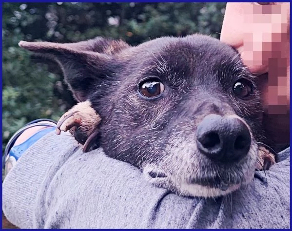 TATA MATILDA 14 ANNI, TUTTA LA VITA IN CANILE | Foto 3