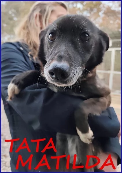 TATA MATILDA 14 ANNI, TUTTA LA VITA IN CANILE | Foto 2