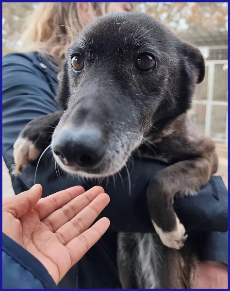 TATA MATILDA 14 ANNI, TUTTA LA VITA IN CANILE | Foto 1