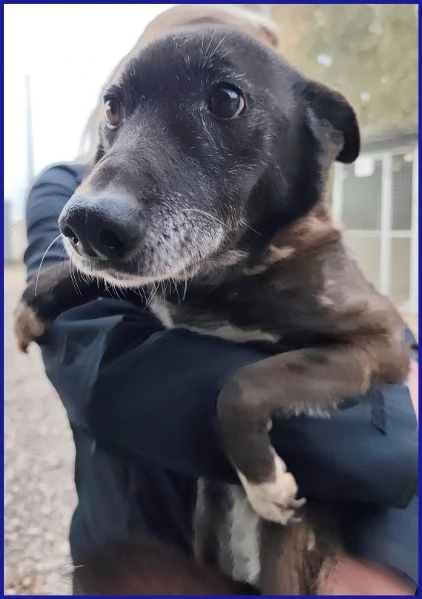 TATA MATILDA 14 ANNI, TUTTA LA VITA IN CANILE | Foto 0