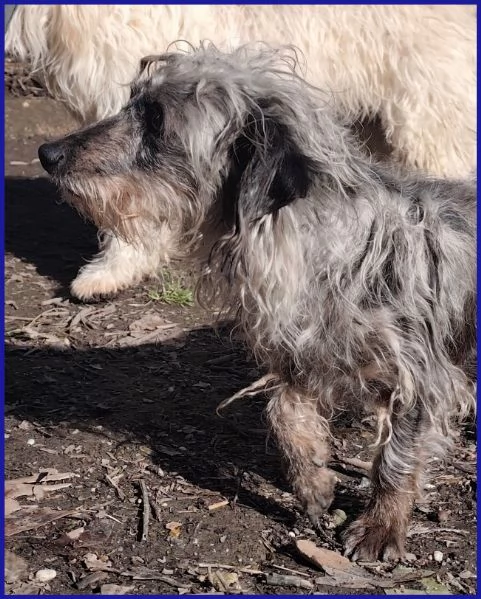 SHENZI SIMIL BASSOTTINA TG PICCOLA, 5 ANNI | Foto 6