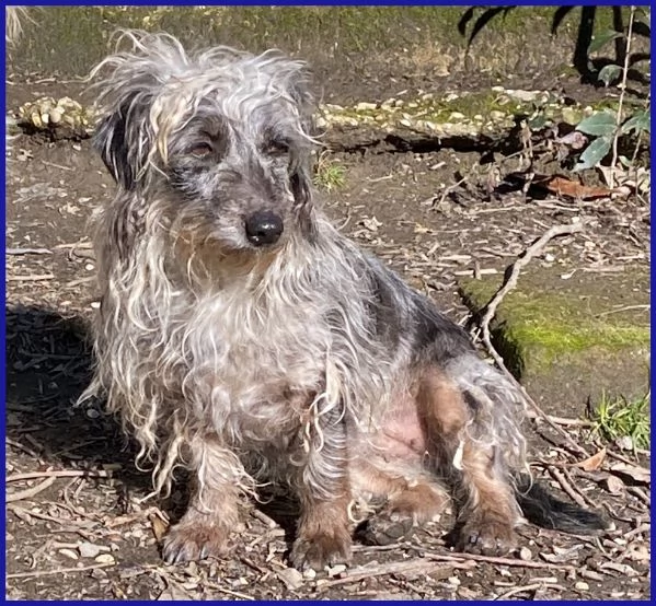 SHENZI SIMIL BASSOTTINA TG PICCOLA, 5 ANNI | Foto 4