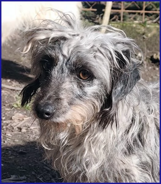 SHENZI SIMIL BASSOTTINA TG PICCOLA, 5 ANNI | Foto 3