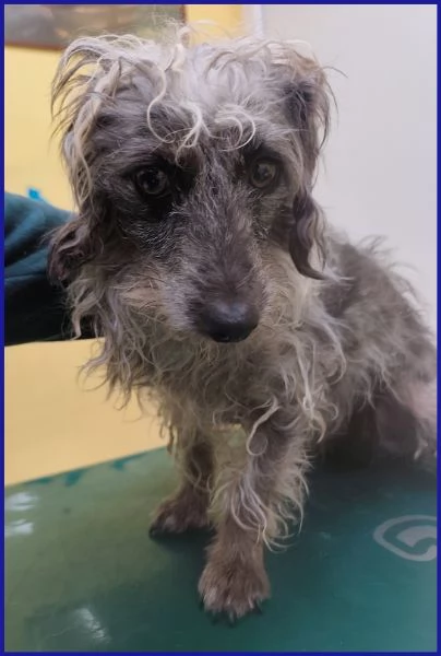 SHENZI SIMIL BASSOTTINA TG PICCOLA, 5 ANNI | Foto 2