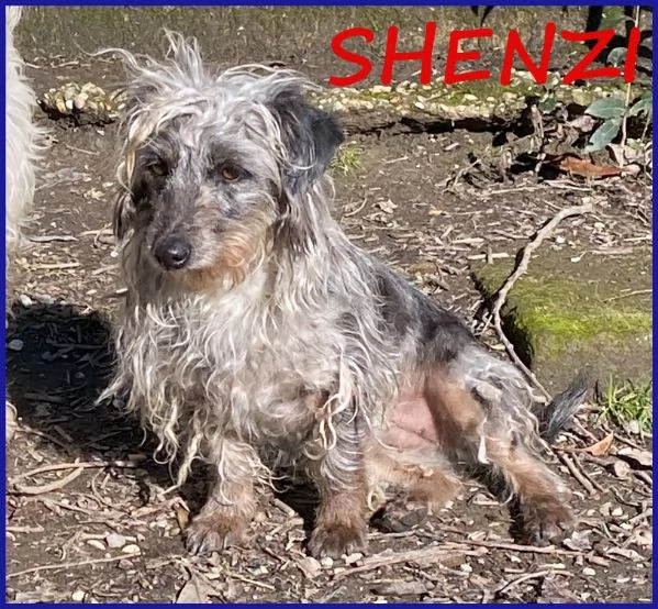 SHENZI SIMIL BASSOTTINA TG PICCOLA, 5 ANNI