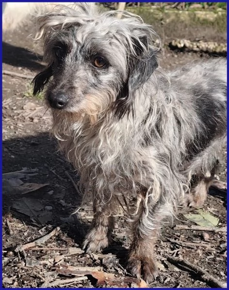 SHENZI SIMIL BASSOTTINA TG PICCOLA, 5 ANNI | Foto 1