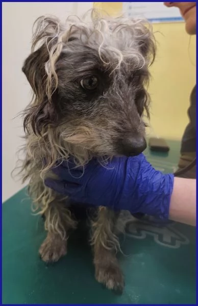 SHENZI SIMIL BASSOTTINA TG PICCOLA, 5 ANNI | Foto 0