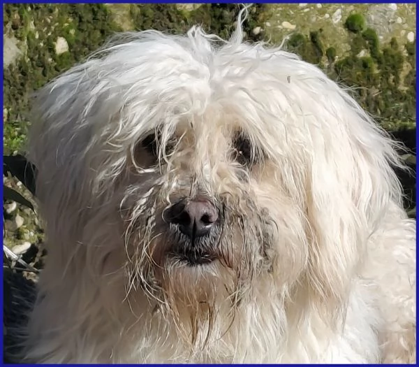 DELORIS VAN CARTIER, UN BATUFFOLO DI PELO | Foto 6