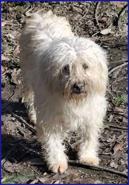 DELORIS VAN CARTIER, UN BATUFFOLO DI PELO | Foto 4