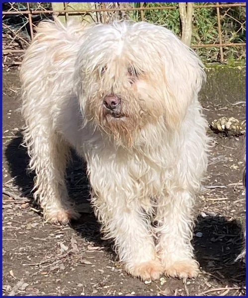 DELORIS VAN CARTIER, UN BATUFFOLO DI PELO | Foto 3