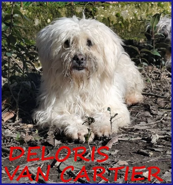 DELORIS VAN CARTIER, UN BATUFFOLO DI PELO