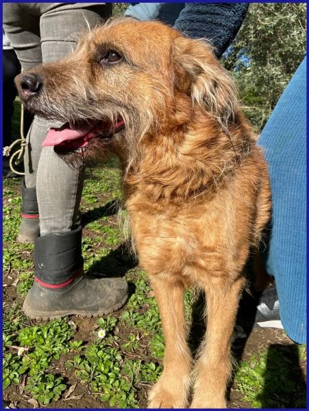 FRED FLINSTONES, SALVATO DA UN CANILE | Foto 6