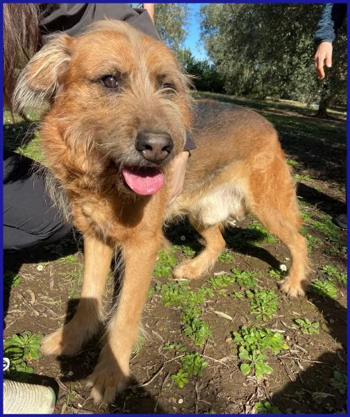 FRED FLINSTONES, SALVATO DA UN CANILE | Foto 5