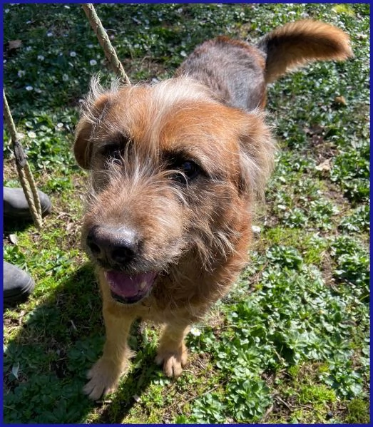 FRED FLINSTONES, SALVATO DA UN CANILE | Foto 4