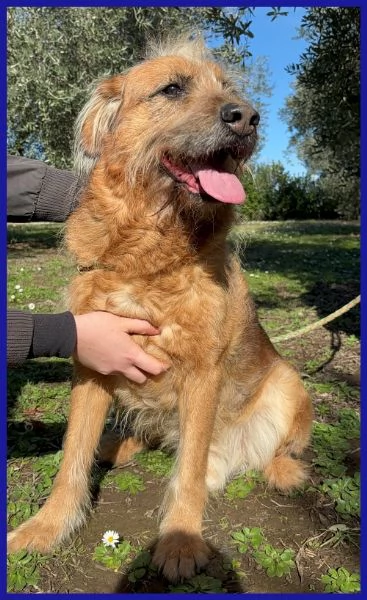 FRED FLINSTONES, SALVATO DA UN CANILE | Foto 3