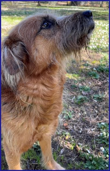 FRED FLINSTONES, SALVATO DA UN CANILE | Foto 2