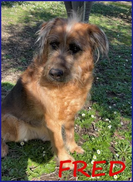 FRED FLINSTONES, SALVATO DA UN CANILE