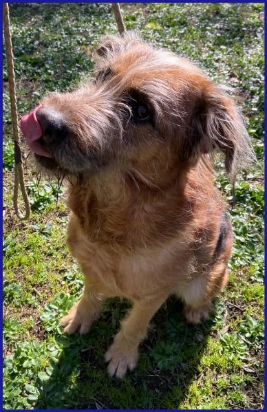 FRED FLINSTONES, SALVATO DA UN CANILE | Foto 1