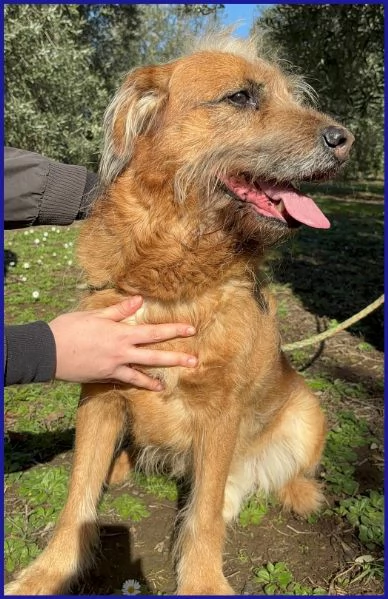 FRED FLINSTONES, SALVATO DA UN CANILE | Foto 0