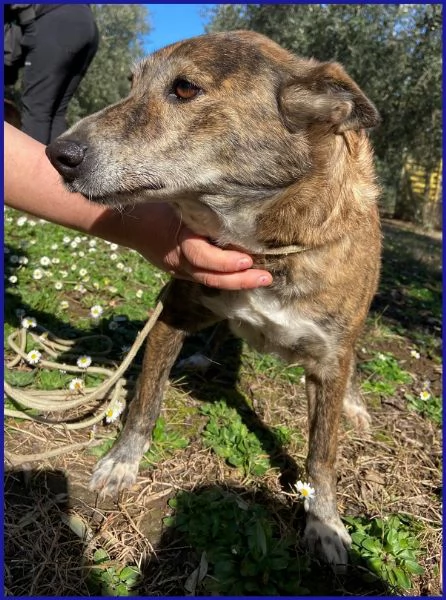 WILMA FLINSTONES, NONNINA TIGRATA | Foto 5