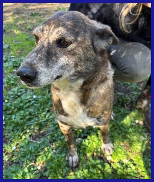 WILMA FLINSTONES, NONNINA TIGRATA | Foto 4