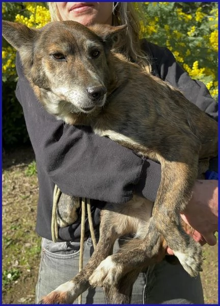 WILMA FLINSTONES, NONNINA TIGRATA | Foto 3