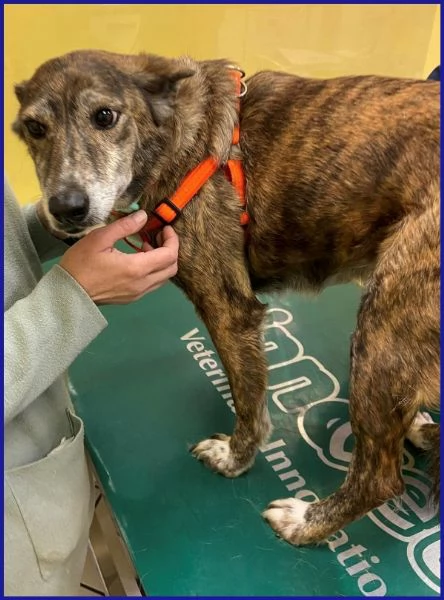 WILMA FLINSTONES, NONNINA TIGRATA | Foto 2