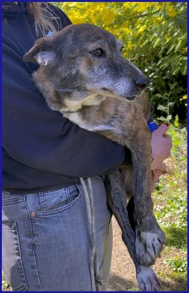 WILMA FLINSTONES, NONNINA TIGRATA | Foto 1