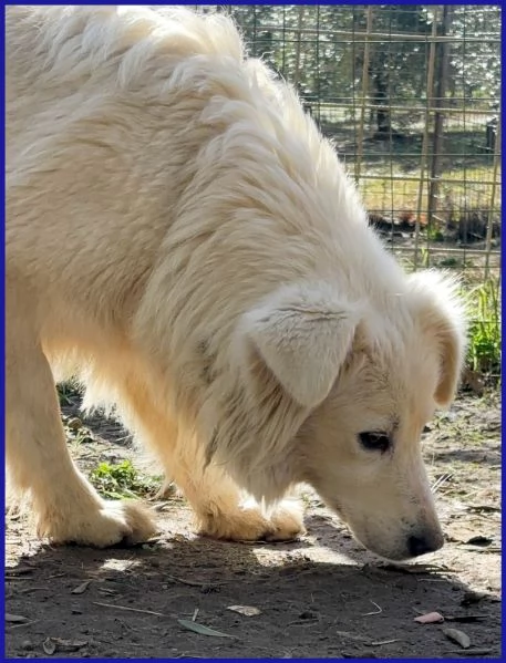 UFFA, SIMIL MAREMMANA 3 ANNI | Foto 6