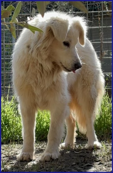 UFFA, SIMIL MAREMMANA 3 ANNI | Foto 5