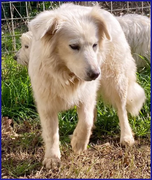 UFFA, SIMIL MAREMMANA 3 ANNI | Foto 4