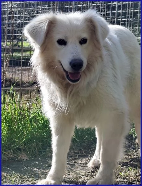 UFFA, SIMIL MAREMMANA 3 ANNI | Foto 3