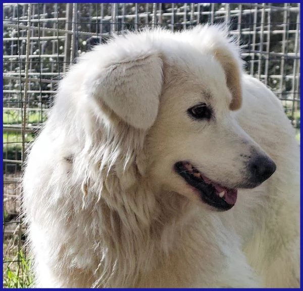 UFFA, SIMIL MAREMMANA 3 ANNI | Foto 2