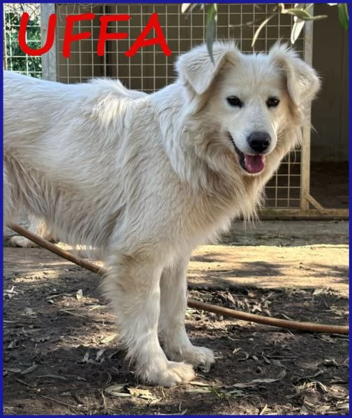 UFFA, SIMIL MAREMMANA 3 ANNI