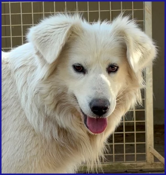 UFFA, SIMIL MAREMMANA 3 ANNI | Foto 1