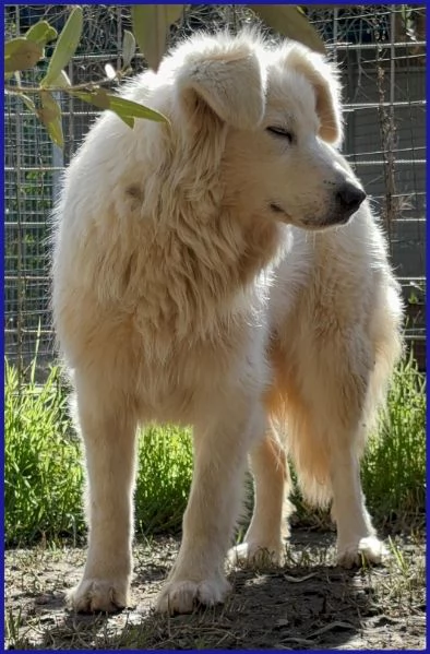 UFFA, SIMIL MAREMMANA 3 ANNI | Foto 0