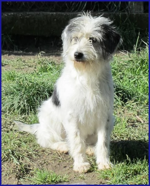 MANNAGGIA CUCCIOLONA SIMIL SPINONCINA | Foto 5