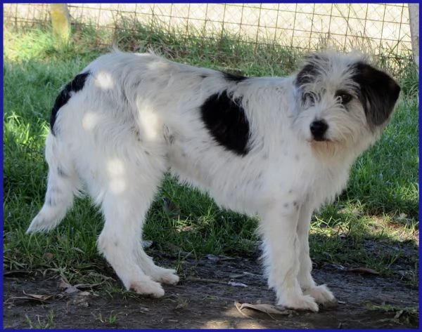 MANNAGGIA CUCCIOLONA SIMIL SPINONCINA | Foto 4