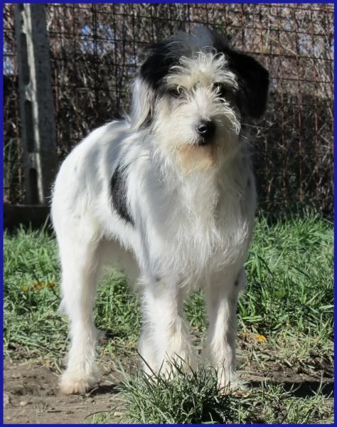 MANNAGGIA CUCCIOLONA SIMIL SPINONCINA | Foto 2