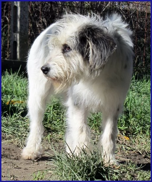 MANNAGGIA CUCCIOLONA SIMIL SPINONCINA | Foto 1