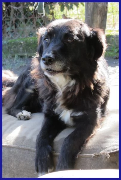 DAJE, SPLENDIDO SIMIL BORDER DI 5 ANNI | Foto 6